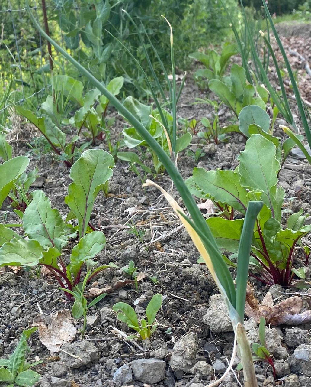 beets onions sprouting garden row