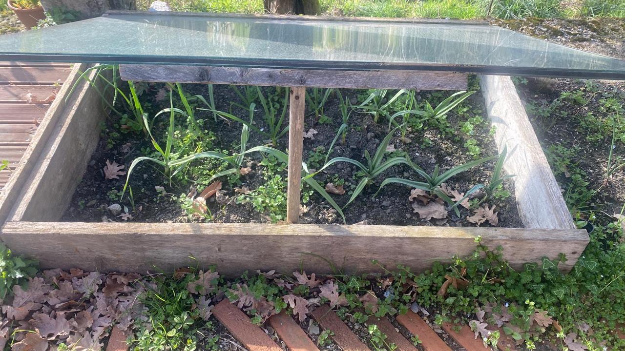 cold frame garlic shoots glass
