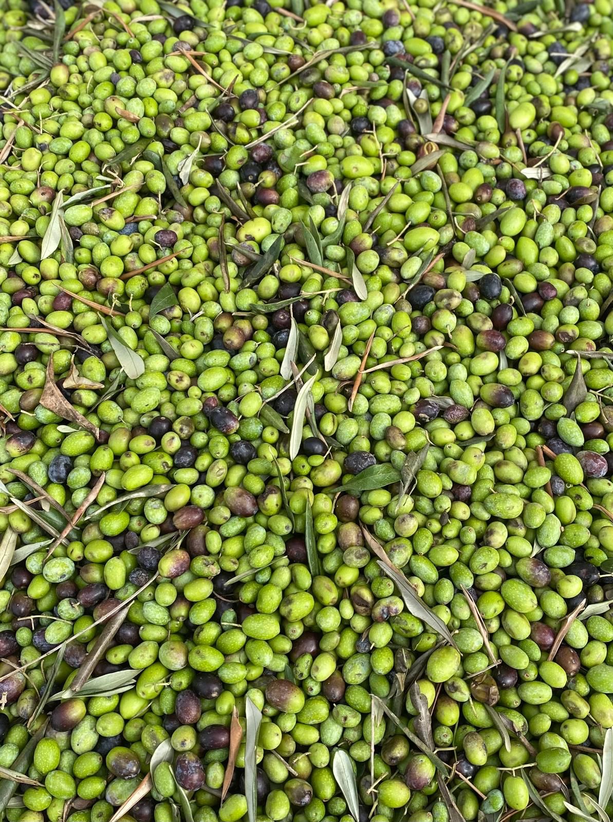 freshly harvested green olives crate