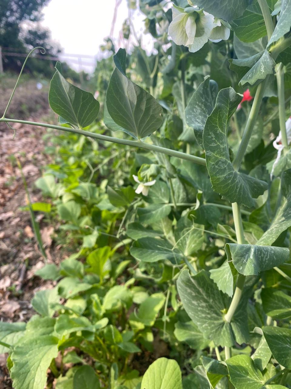 pea vines flowering green tendrils