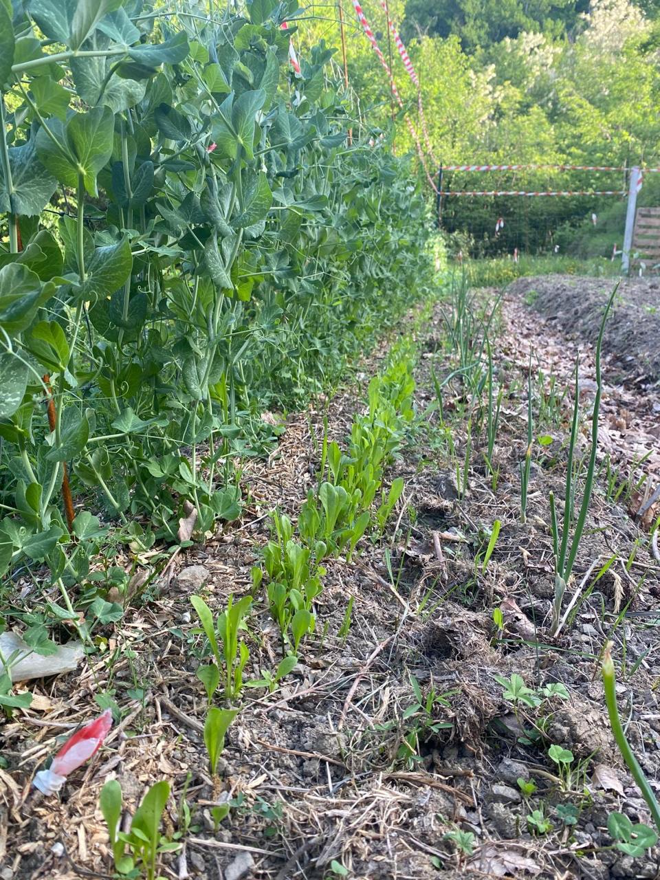 peas climbing beside onion bed