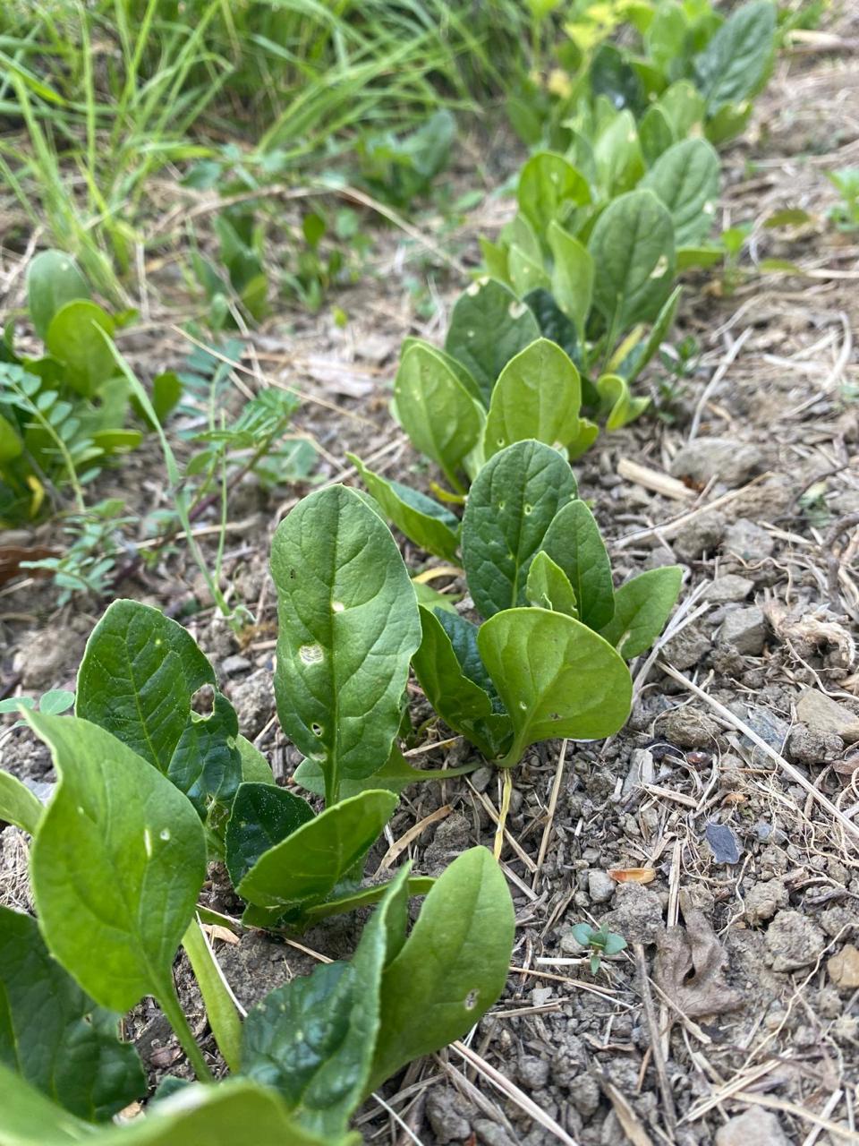 spinach seedlings rooted dry ground
