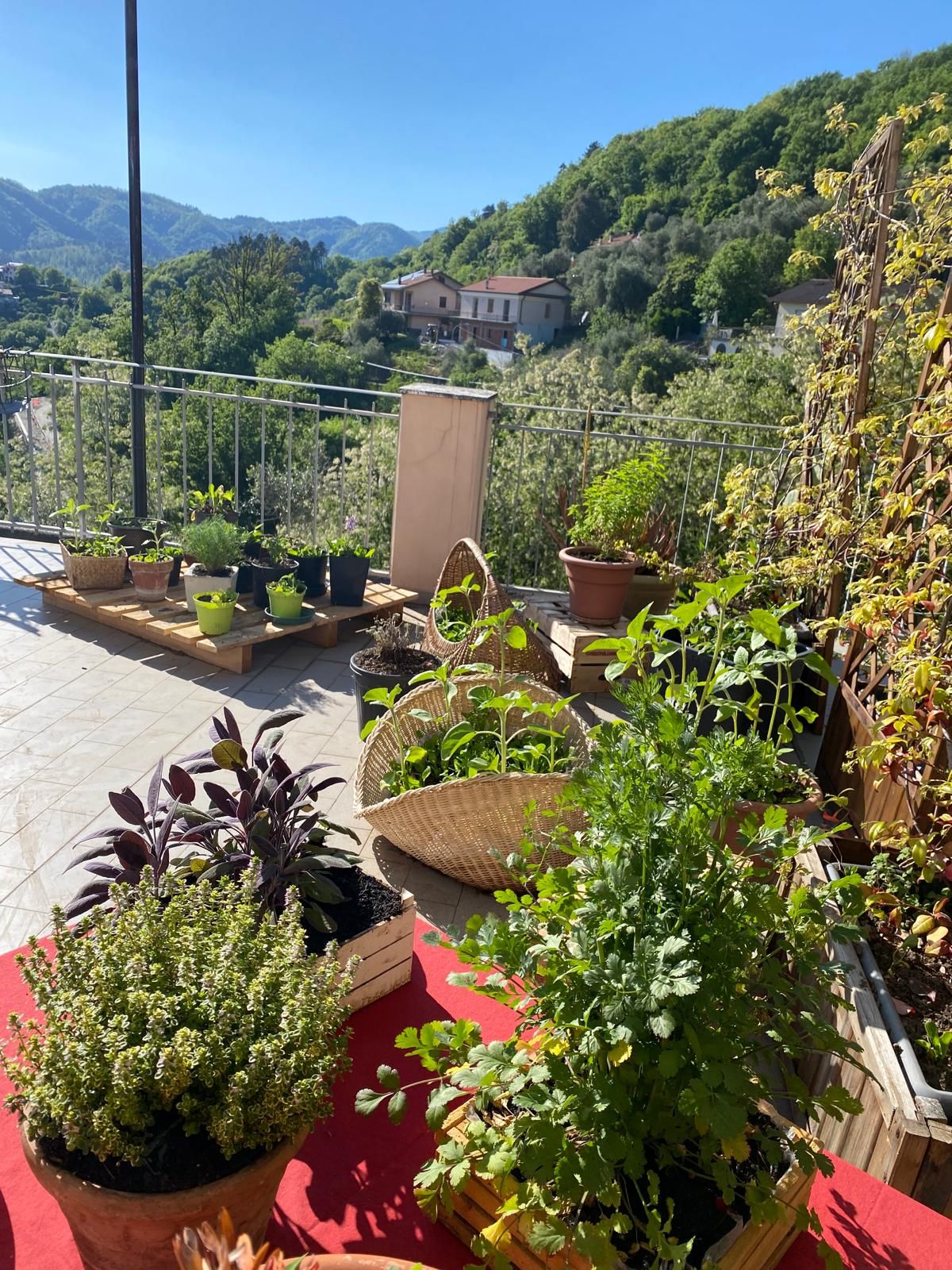 terrace herb garden potted plants