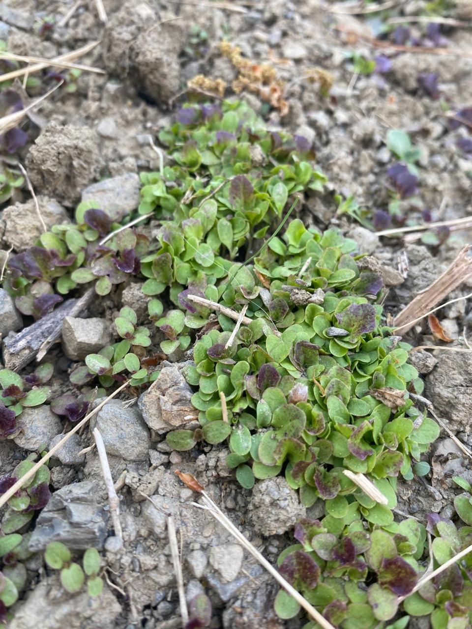 tiny clover sprouts purple green