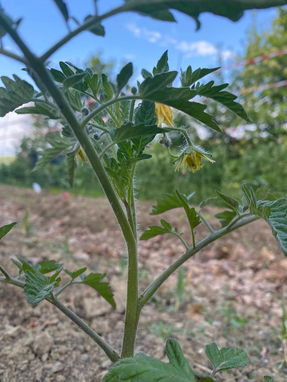 tomato plant blooming yellow flowers
